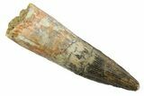 Fossil Spinosaurus Tooth - Real Dinosaur Tooth #349767-1